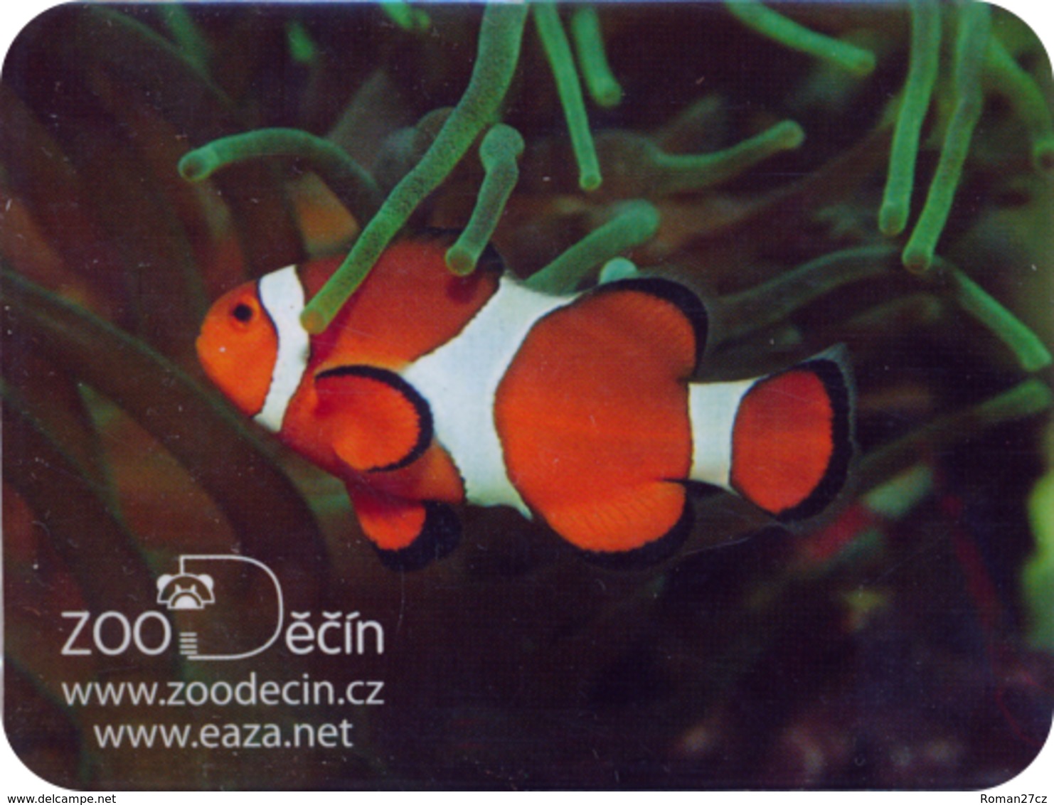 Zoo Decin (CZ) - Clown Fish - Animali & Fauna
