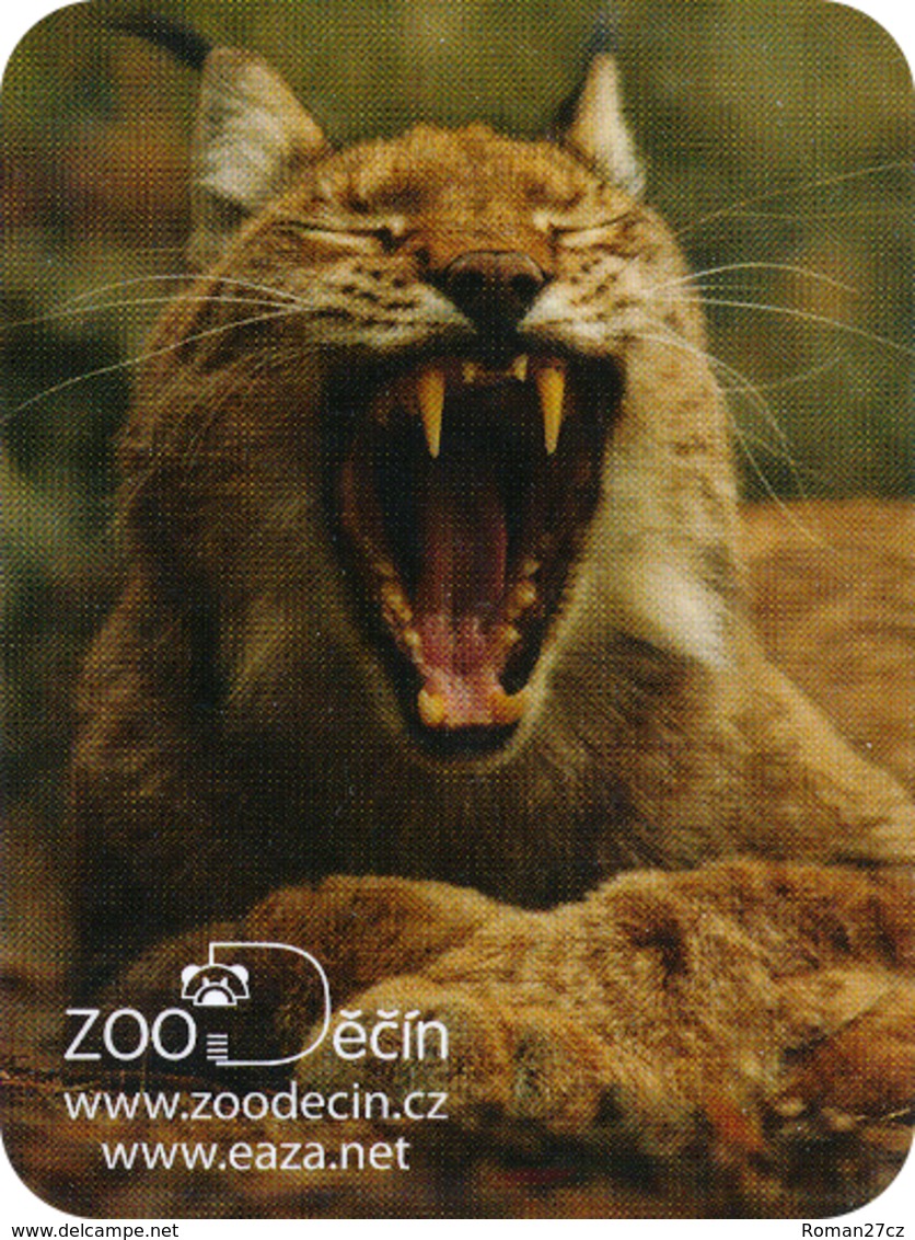 Zoo Decin (CZ) - Lynx - Dieren & Fauna