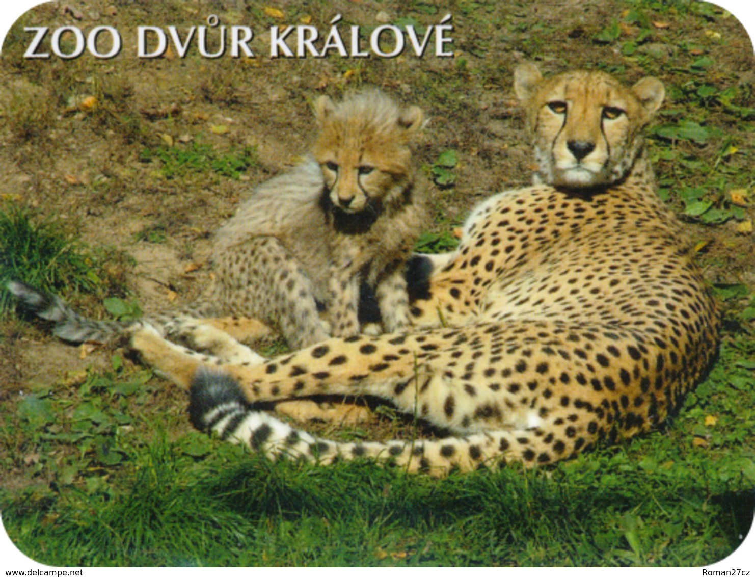 Zoo Dvur Kralove (CZ) - Cheetah - Animali & Fauna