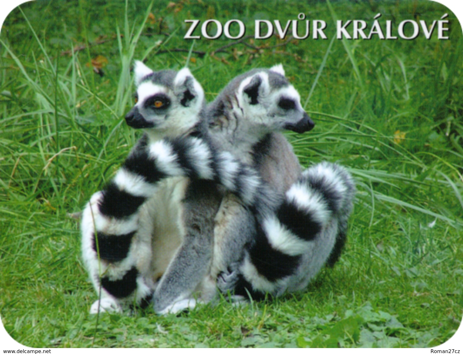 Zoo Dvur Kralove (CZ) - Ring-tailed Lemur - Dieren & Fauna