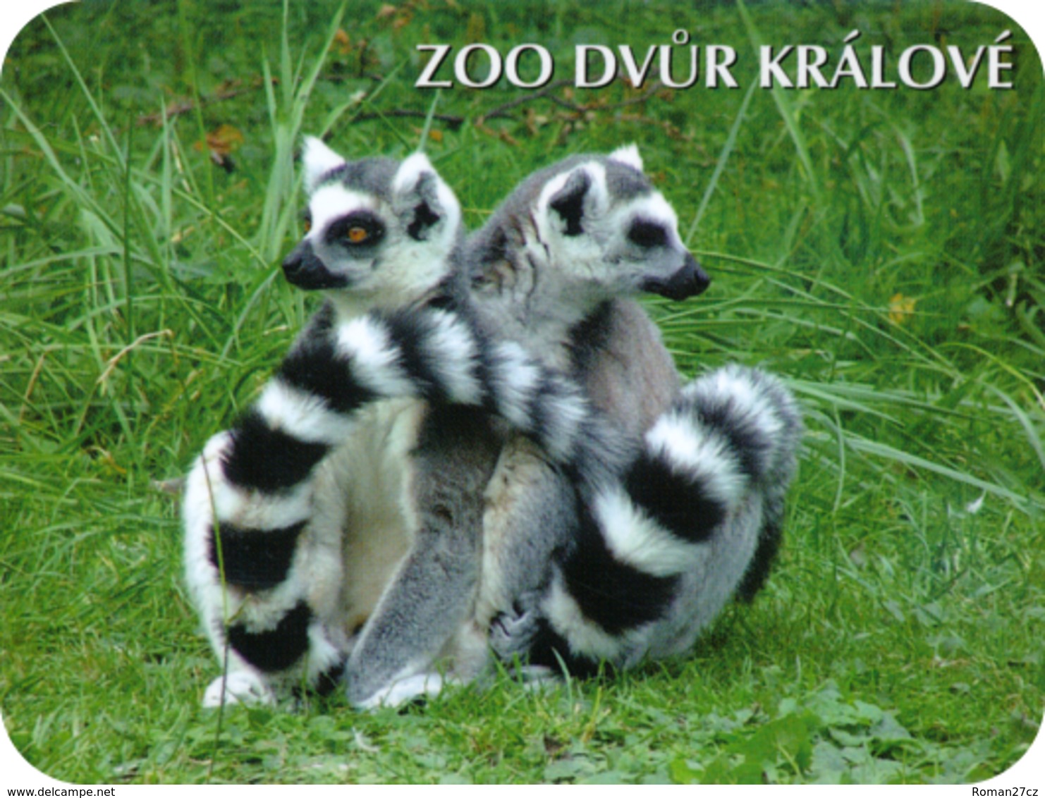 Zoo Dvur Kralove (CZ) - Ring-tailed Lemur - Animali & Fauna