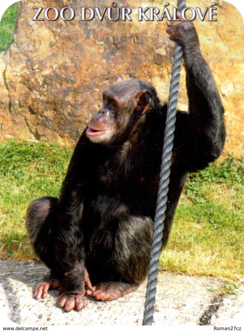 Zoo Dvur Kralove (CZ) - Chimpanzee - Animaux & Faune