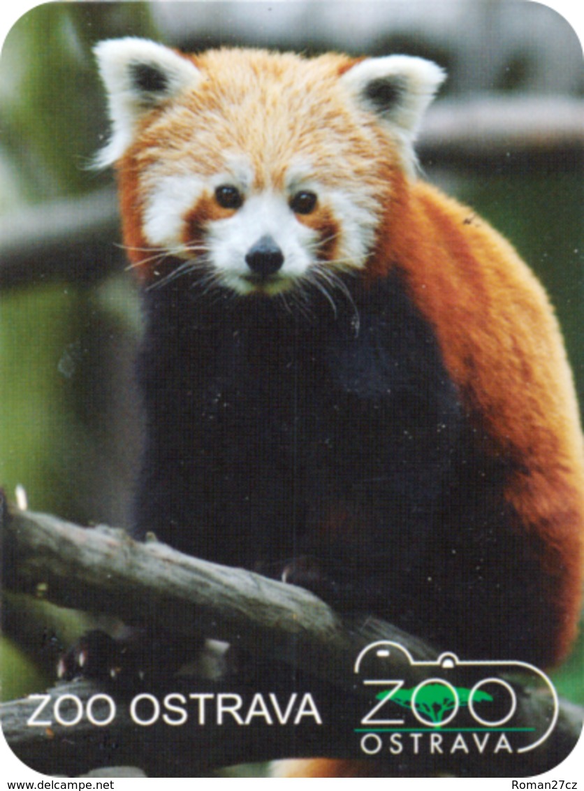 Zoo Ostrava (CZ) - Red Panda - Animaux & Faune
