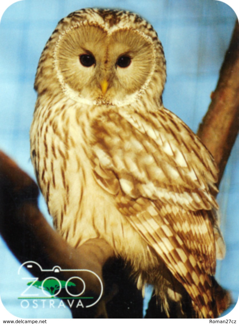 Zoo Ostrava (CZ) - Tawny Owl - Animaux & Faune