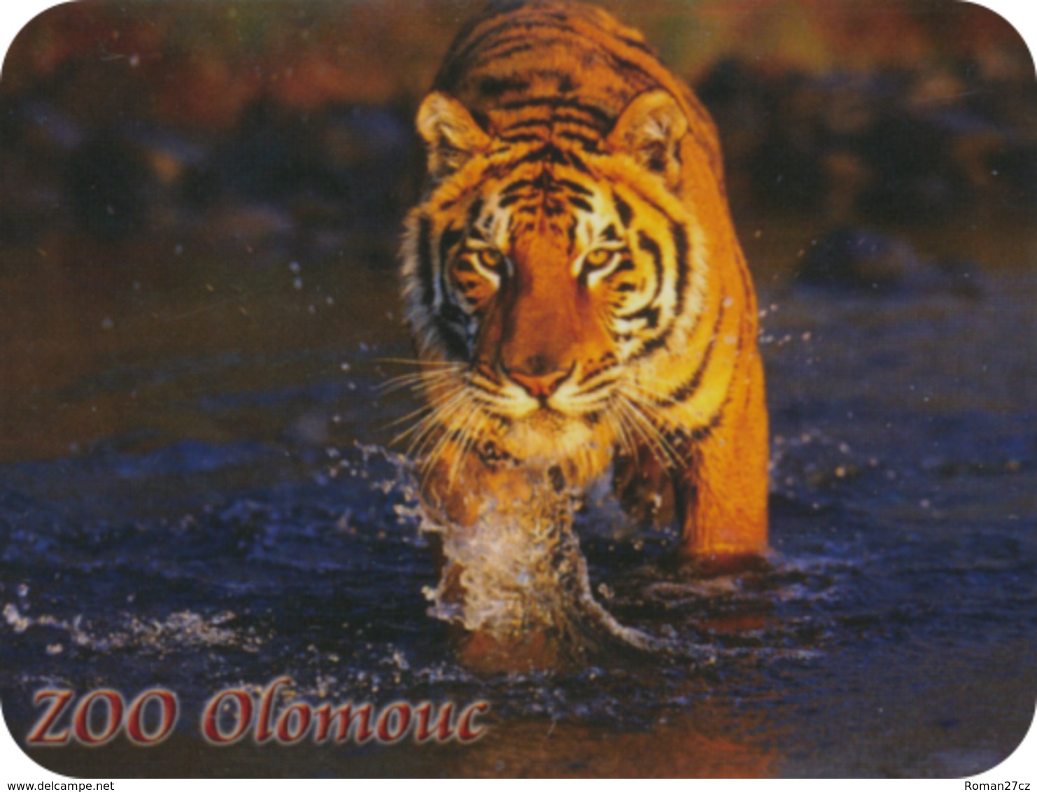 Zoo Olomouc (CZ) - Tiger - Animals & Fauna