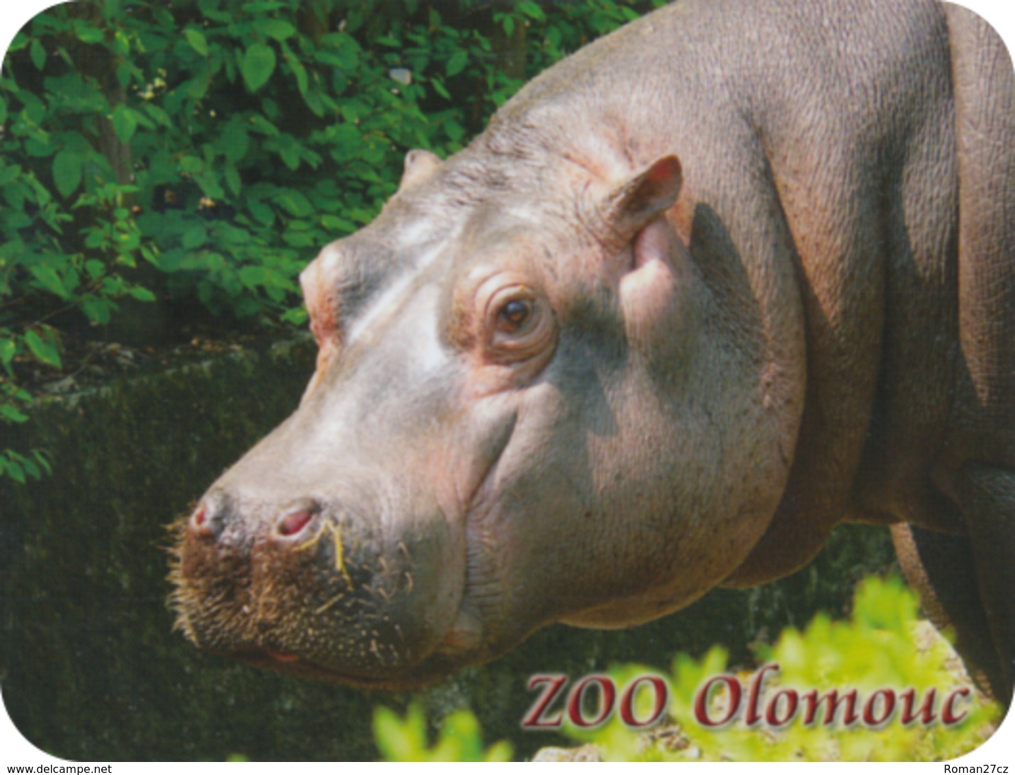 Zoo Olomouc (CZ) - Hippo - Dieren & Fauna