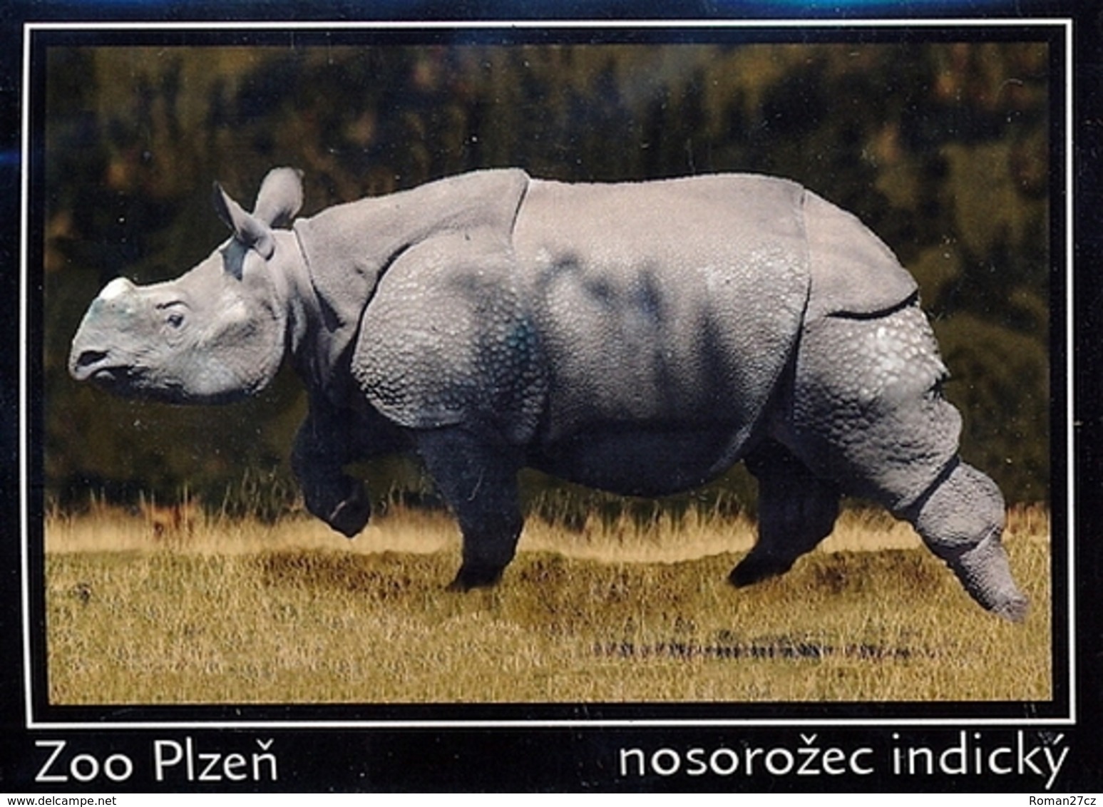 Zoo Plzen (CZ) - Indian Rhino - Animaux & Faune