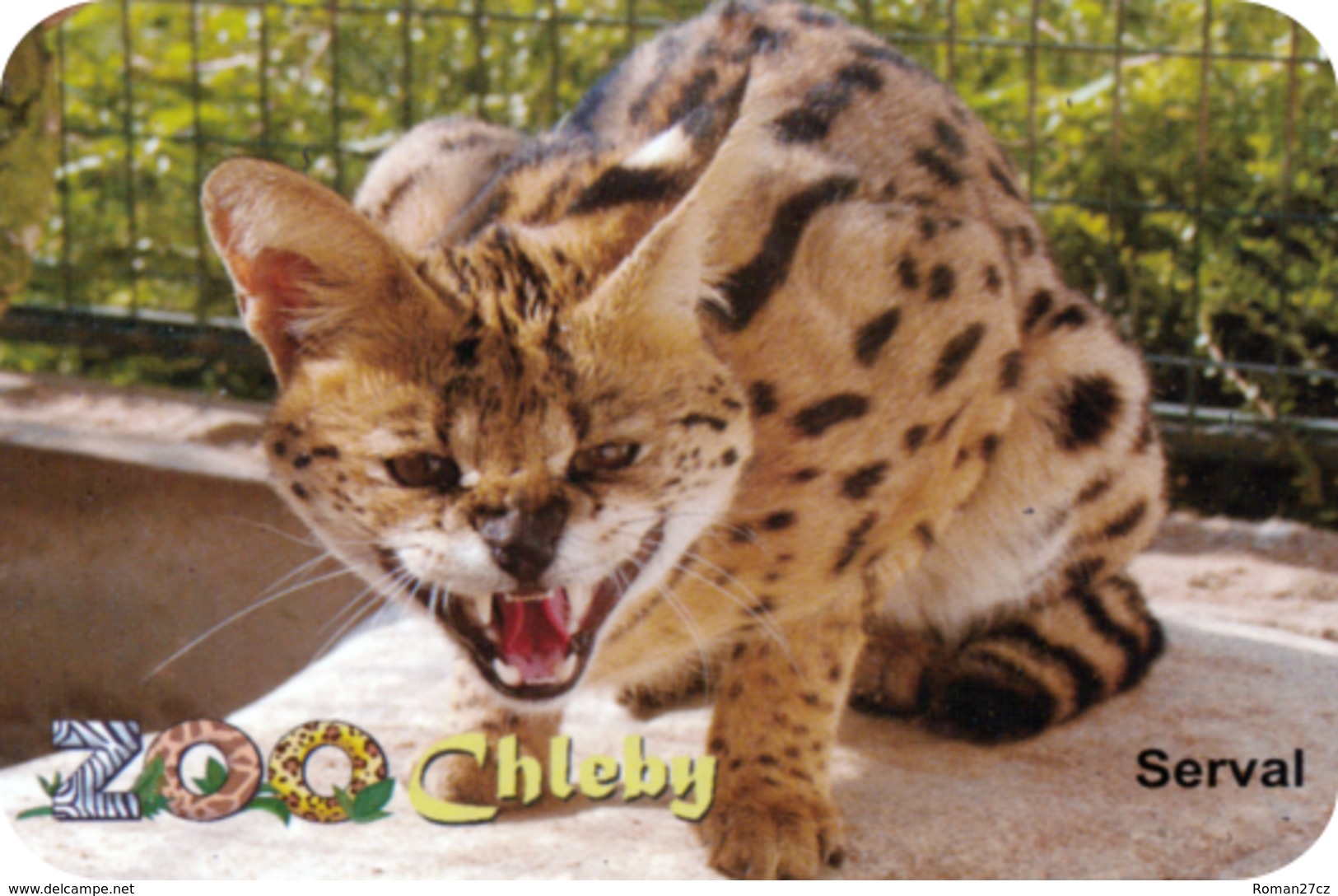 Zoo Chleby (CZ) - Serval - Animals & Fauna