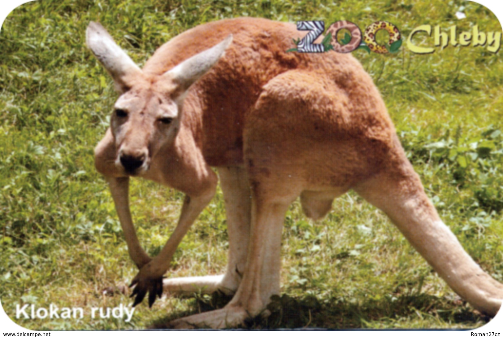 Zoo Chleby (CZ) - Kangaroo - Animals & Fauna