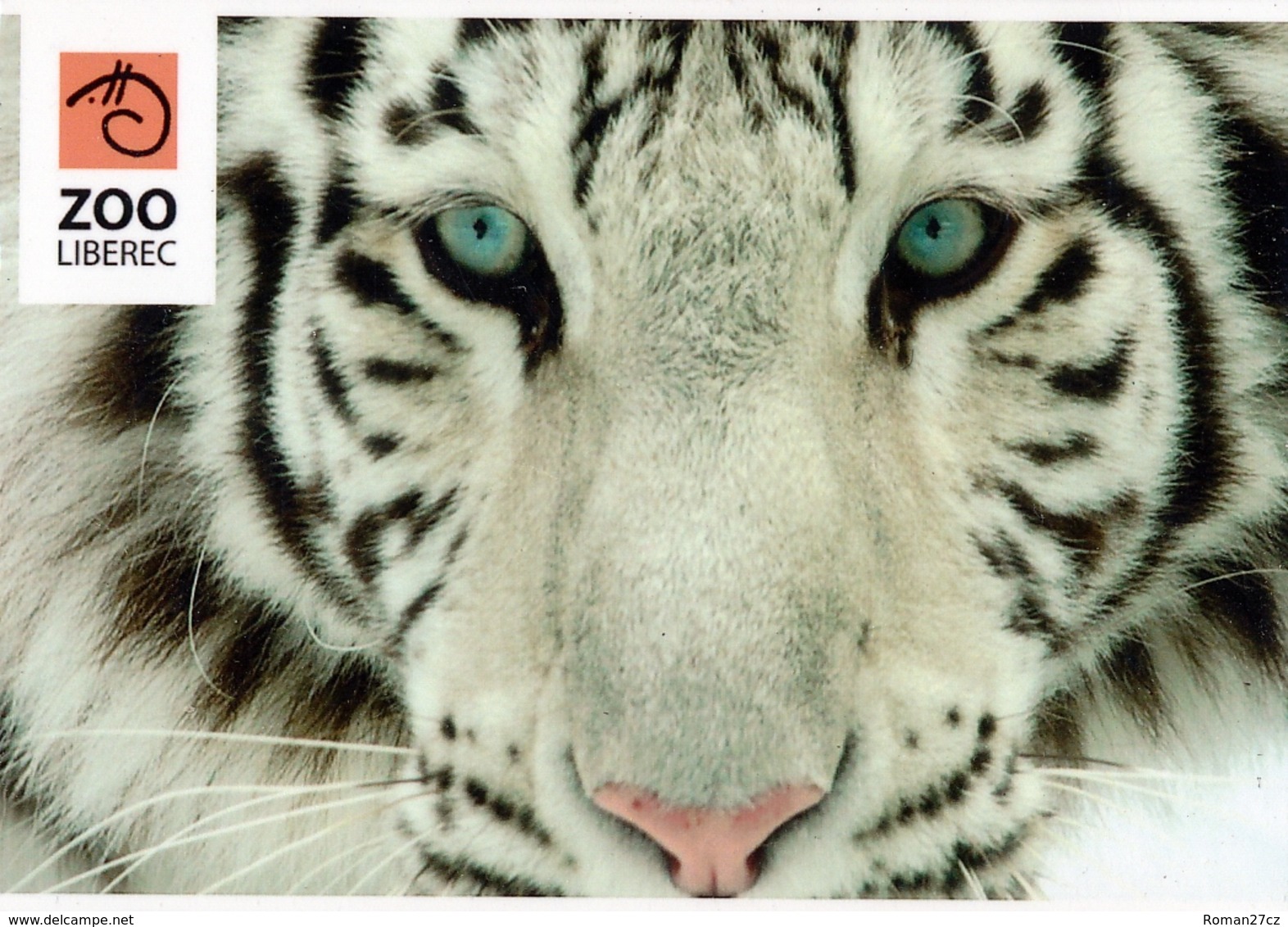 Zoo Liberec (CZ) - White Tiger - Dieren & Fauna