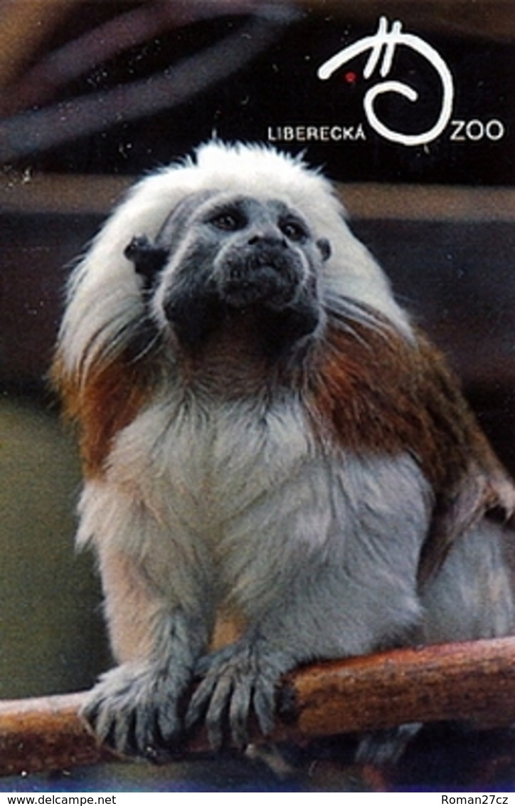 Zoo Liberec (CZ) - Tamarin - Animals & Fauna