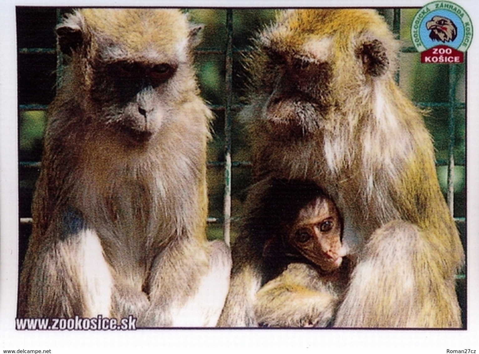 Zoo Kosice (SK) - Monkey - Animals & Fauna