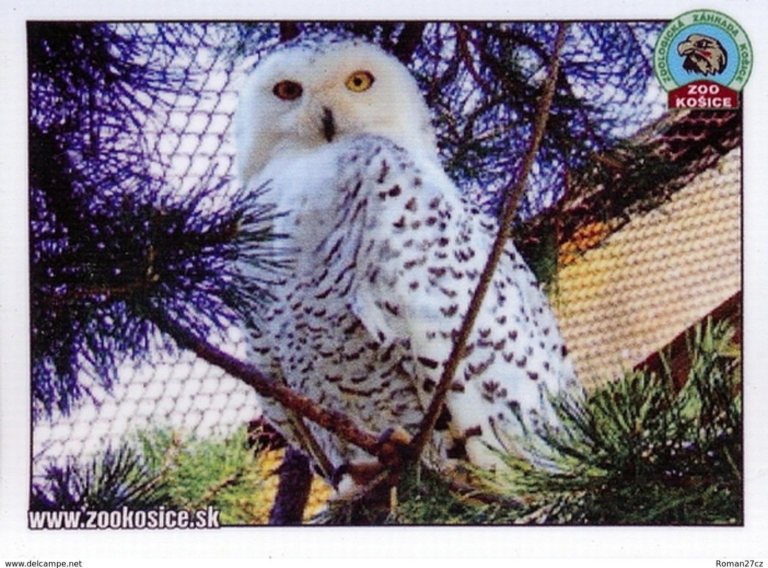 Zoo Kosice (SK) - Snowy Owl - Animaux & Faune