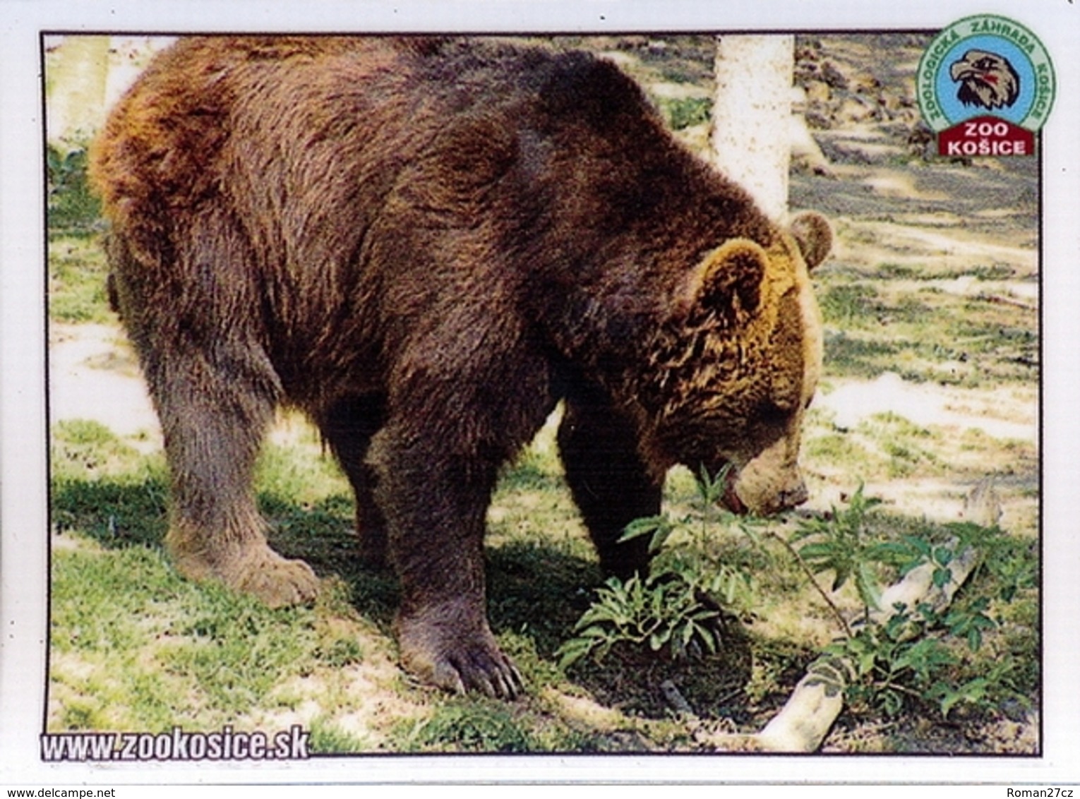 Zoo Kosice (SK) - Bear - Animals & Fauna