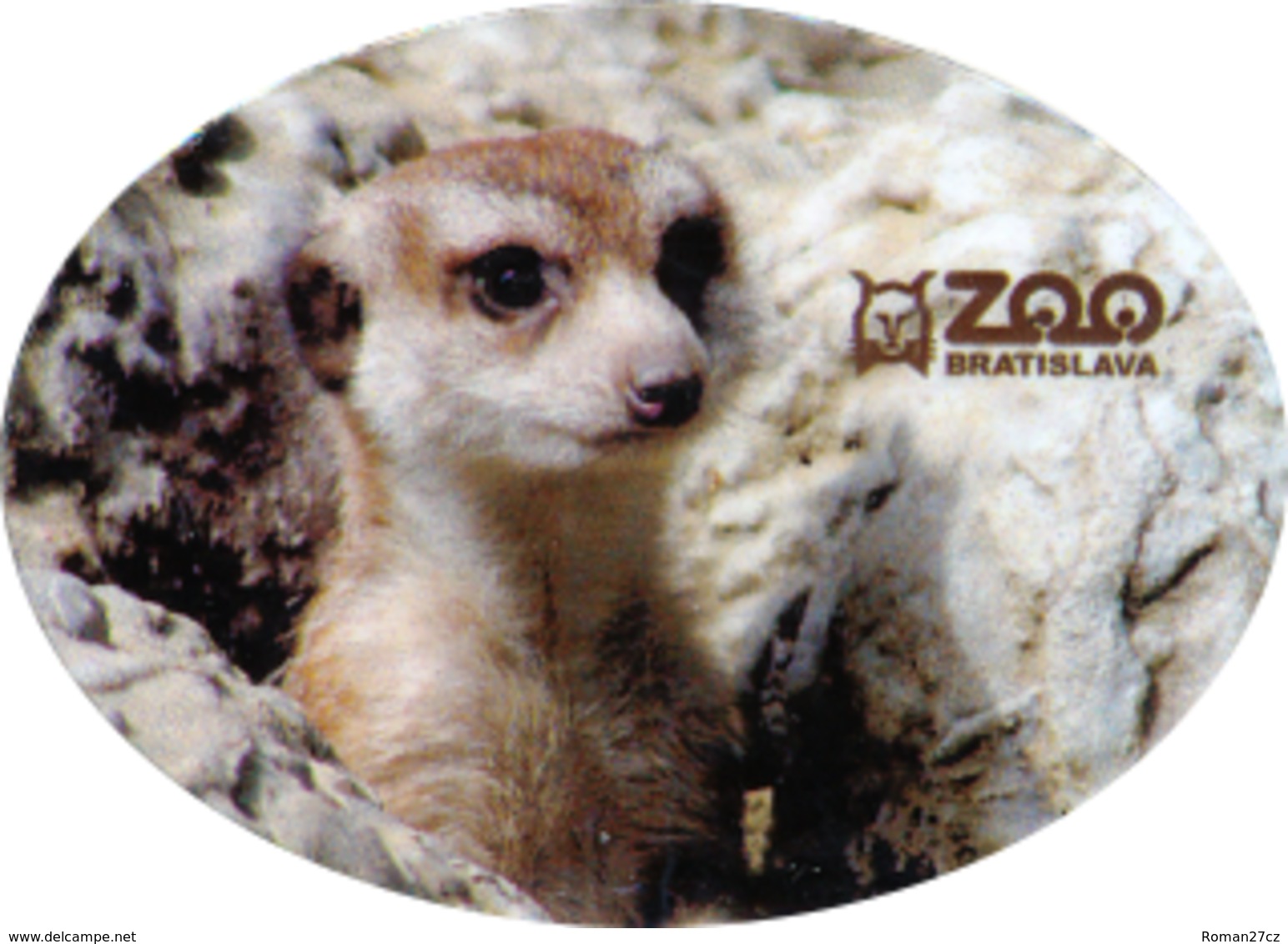 Zoo Bratislava (SK) - Meerkat - Tierwelt & Fauna