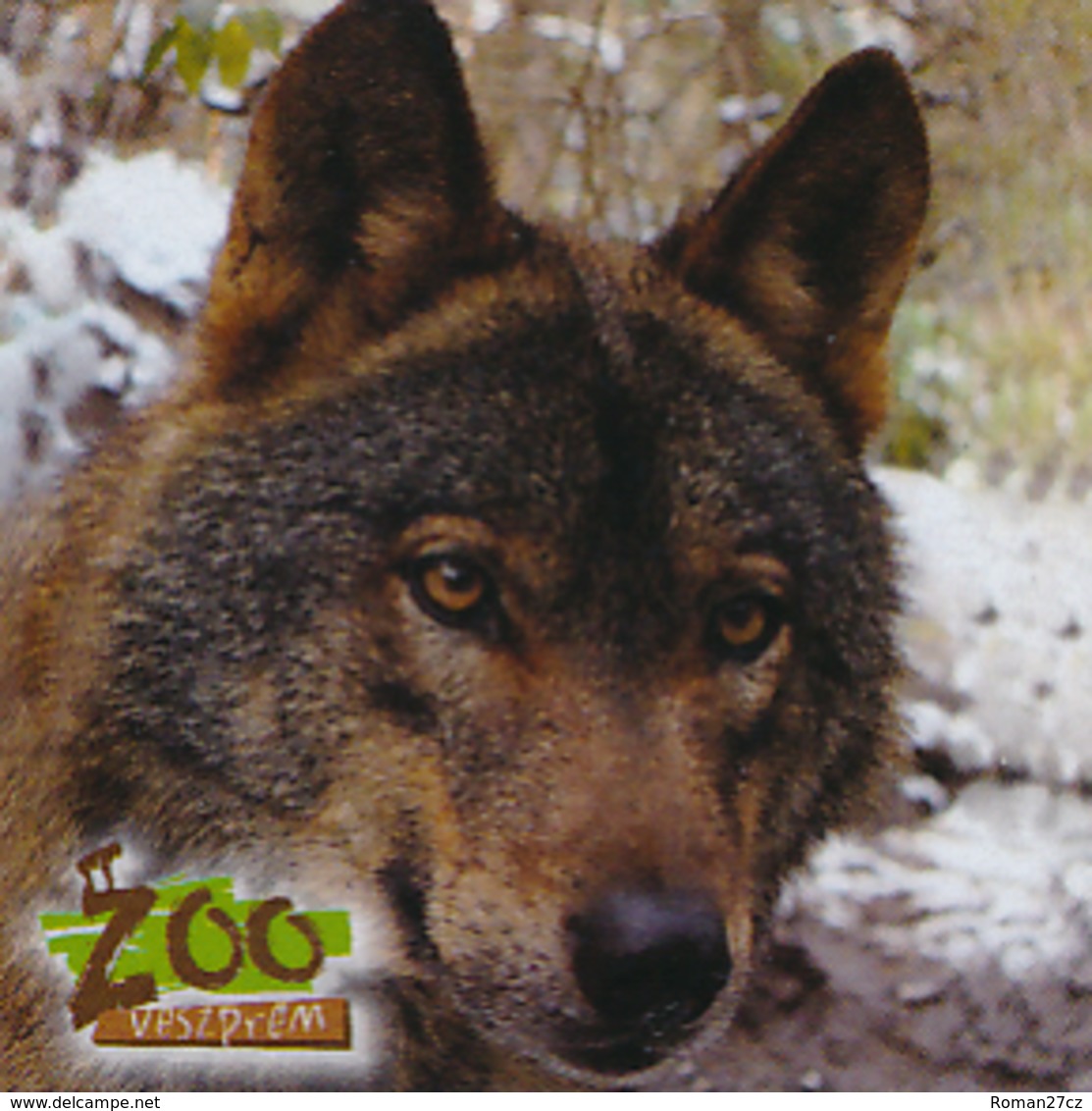 Zoo Veszprem (HU) - Wolf - Animals & Fauna