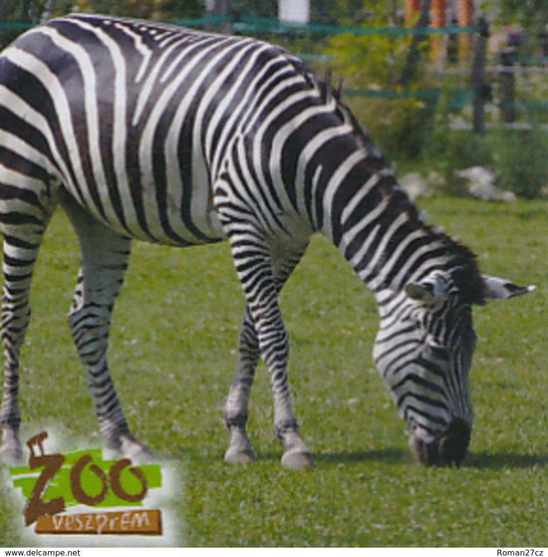 Zoo Veszprem (HU) - Zebra - Dieren & Fauna