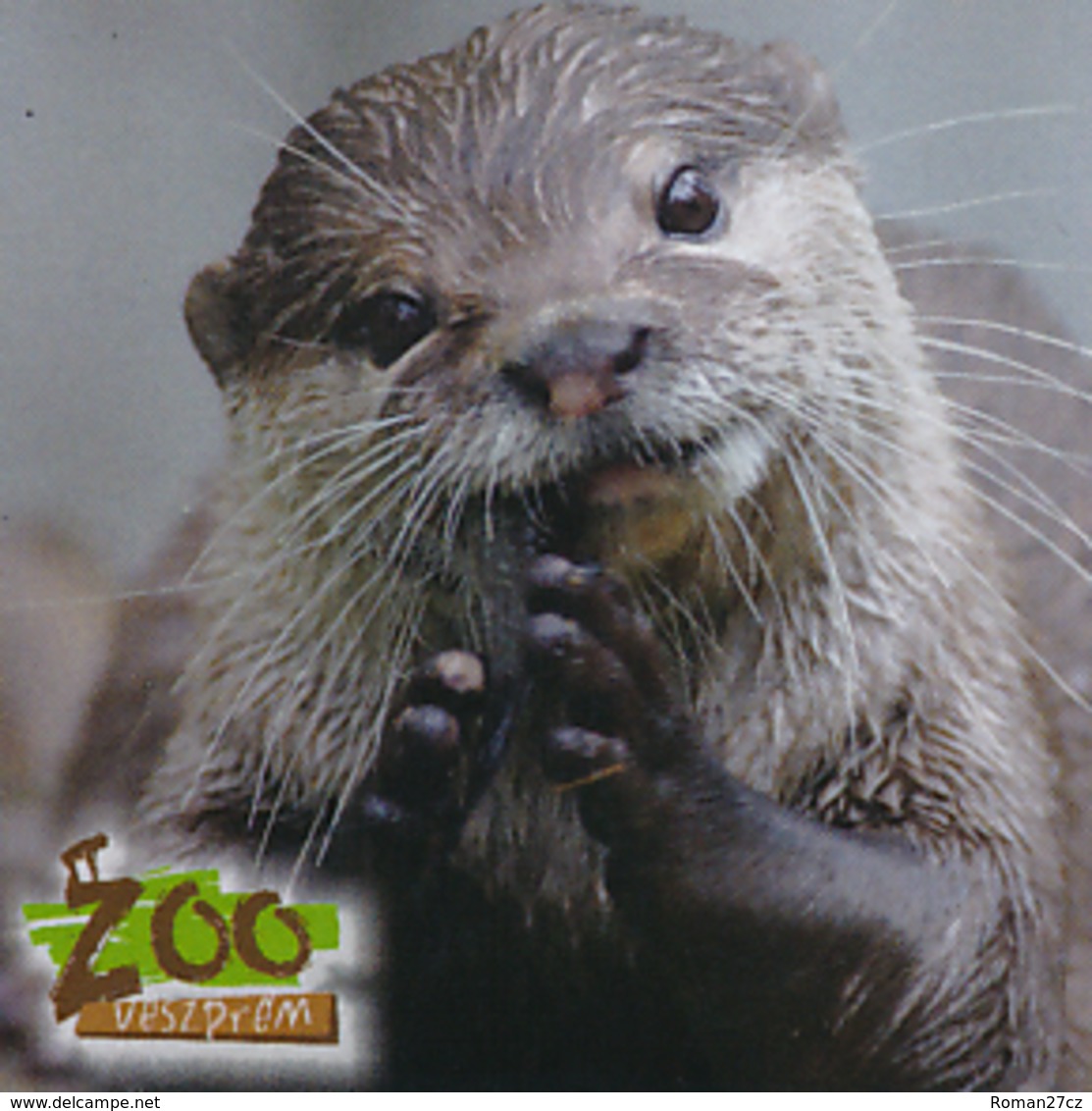 Zoo Veszprem (HU) - Otter - Animaux & Faune