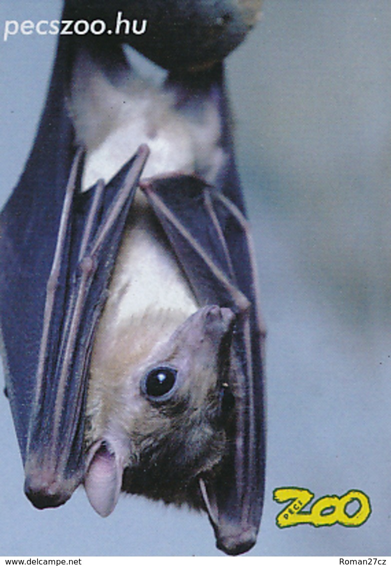 Zoo Pecs (HU) - Flying Fox - Dieren & Fauna