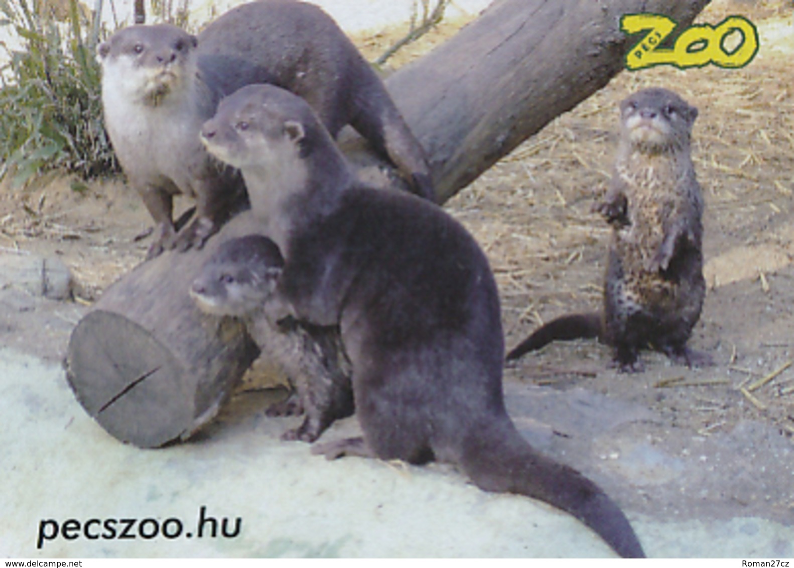 Zoo Pecs (HU) - Otter - Animaux & Faune