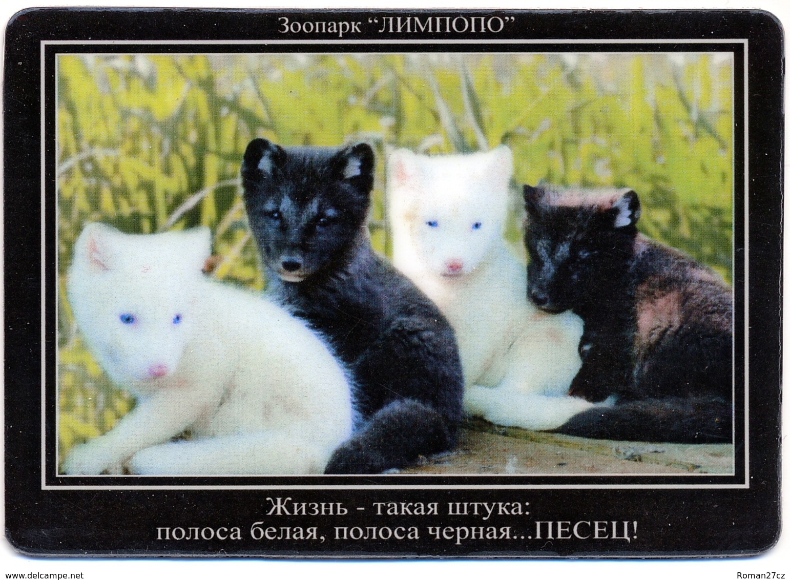 Zoo Limpopo Nizhniy Novgorod (RU) - Polar Fox - Animali & Fauna