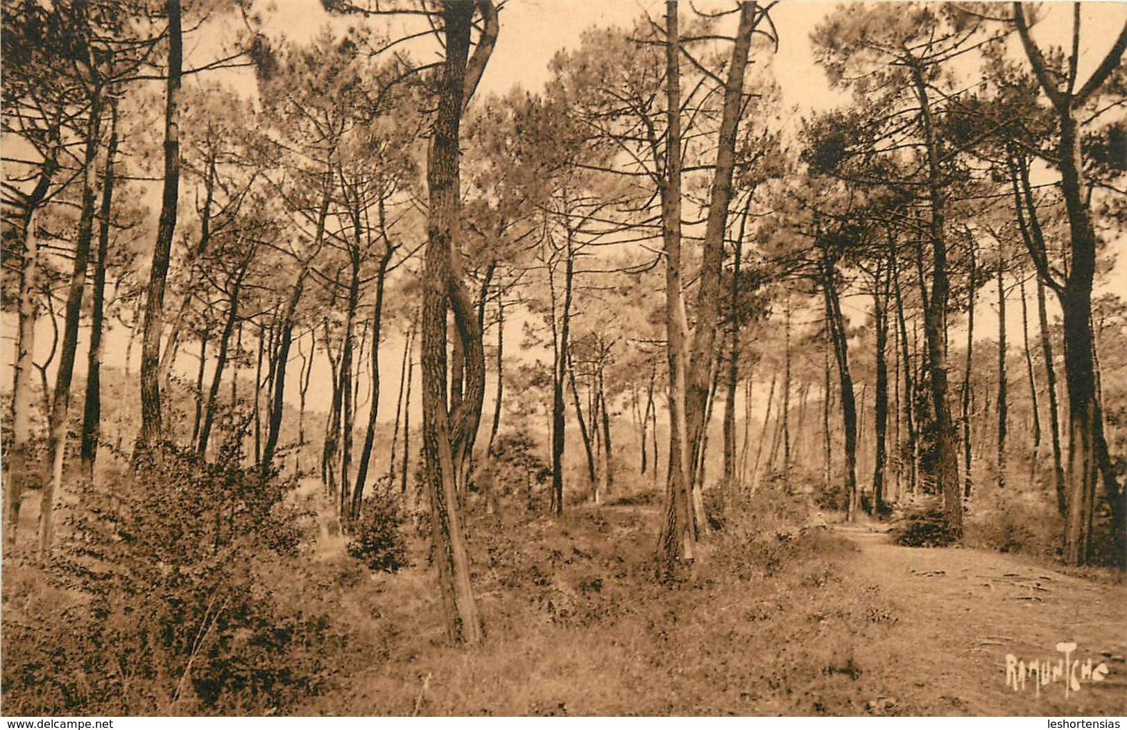 OLERON FORET DE SAINT TROJAN - Ile D'Oléron