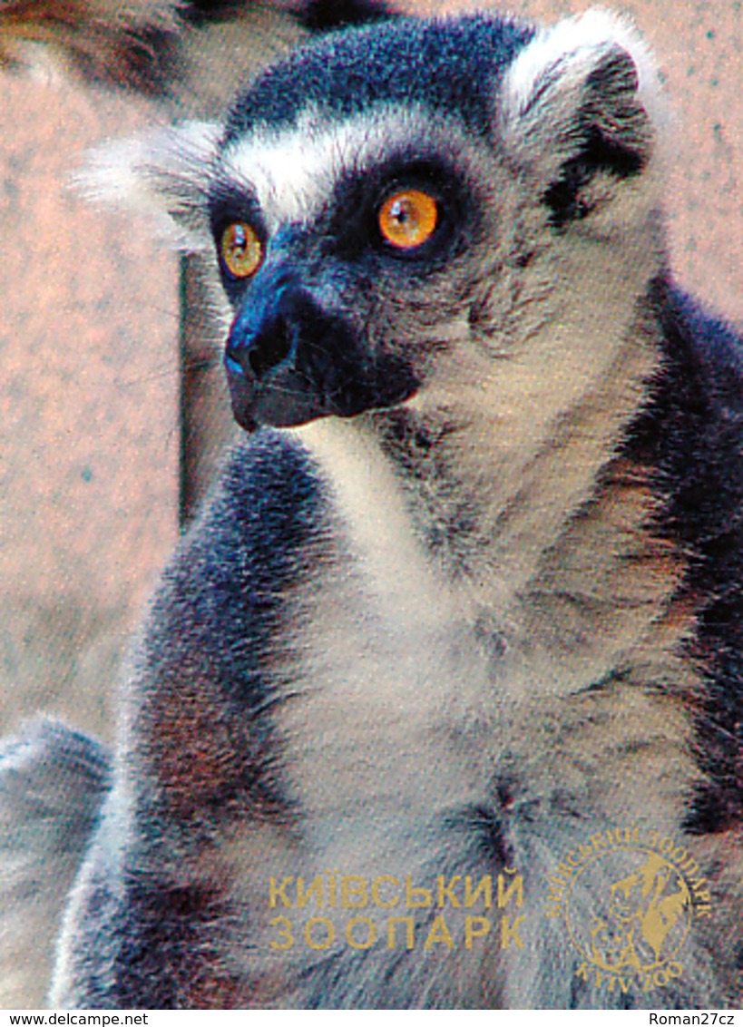 Zoo Kiev (UA) - Ring-tailed Lemur - Animaux & Faune