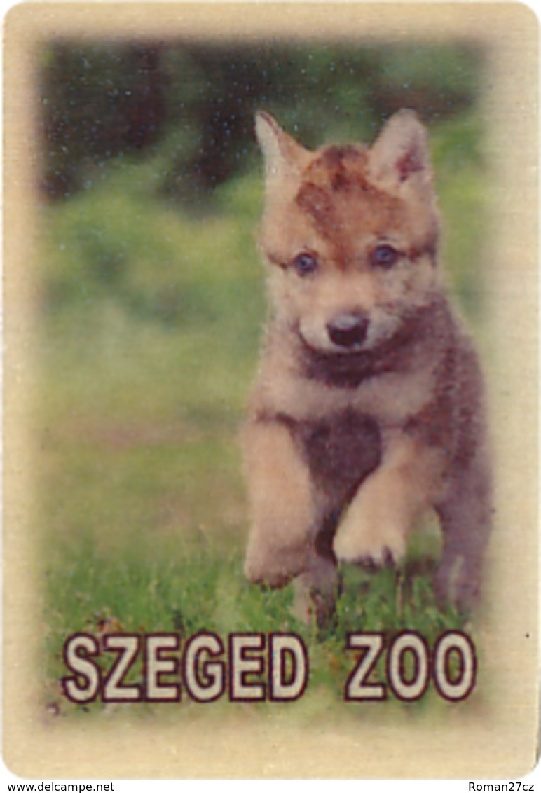 ZOO Szeged (HU) - Baby Wolf - Animaux & Faune