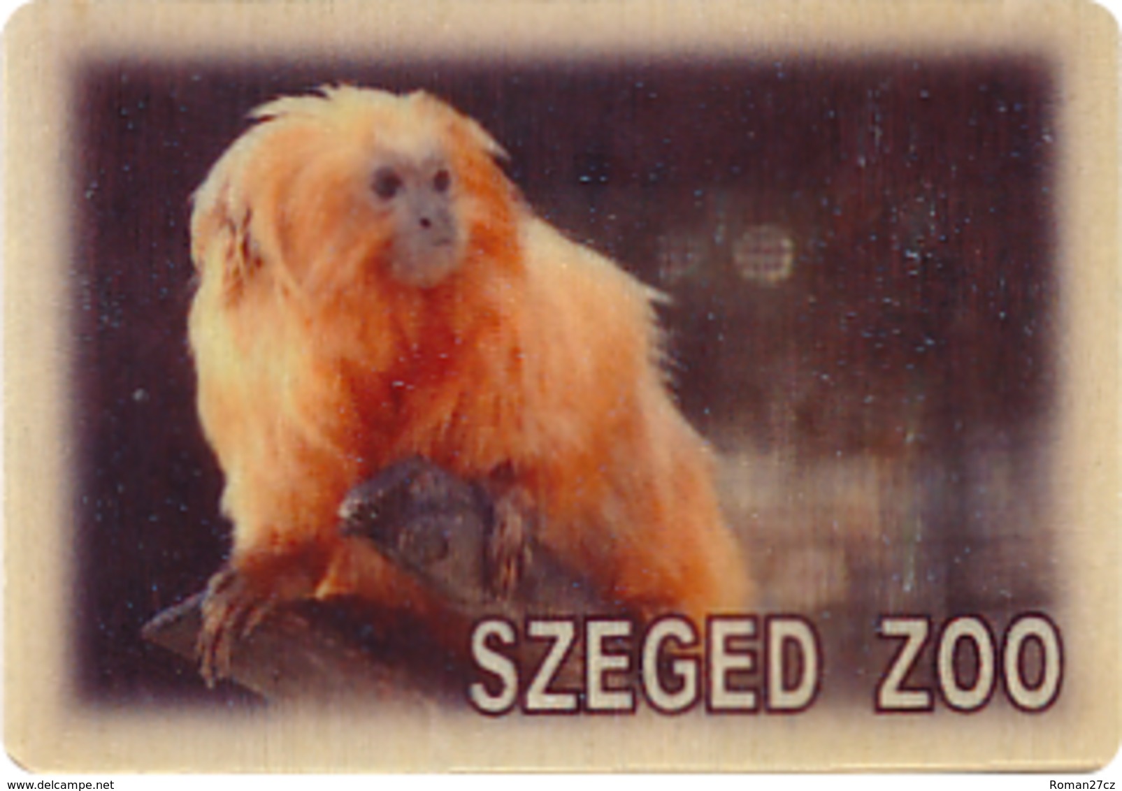 ZOO Szeged (HU) - Golden Lion Tamarin - Animaux & Faune