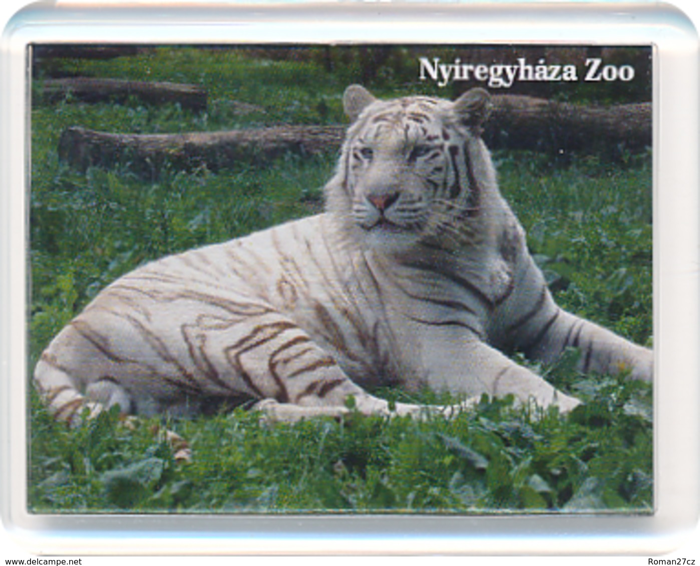 Sosto Zoo Nyiregyhaza (HU) - White Tiger - Animaux & Faune