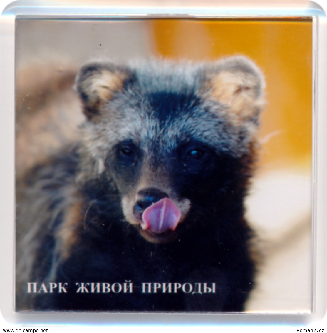 Park Of Living Nature "Dodo" Anapa (RU) - Raccoon Dog - Tierwelt & Fauna