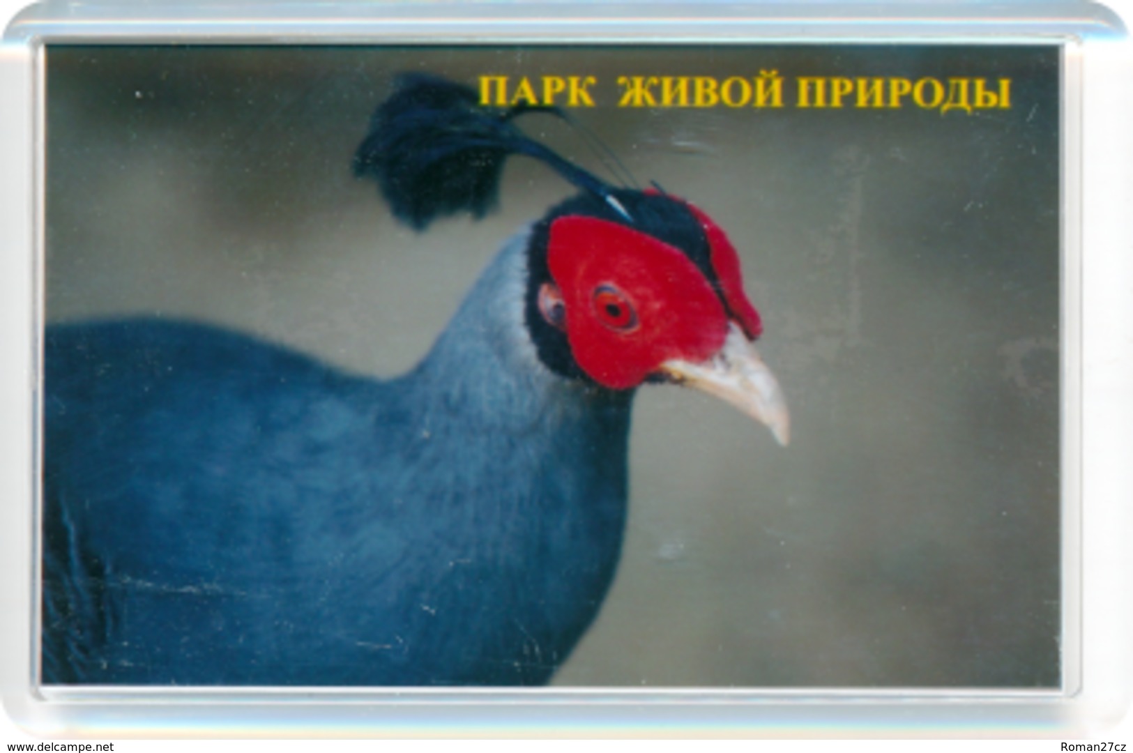 Park Of Living Nature "Dodo" Anapa (RU) - Pheasant - Animaux & Faune