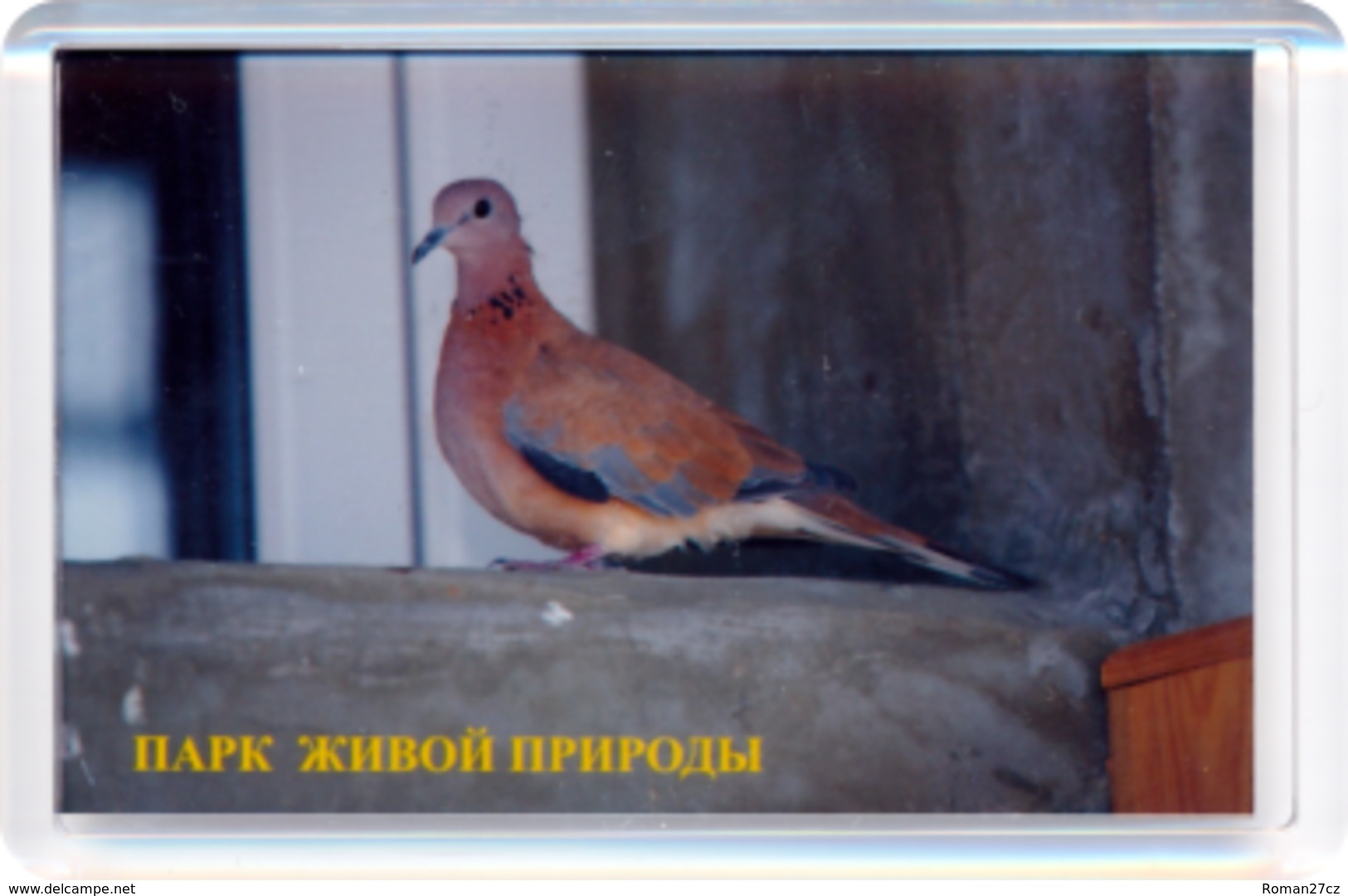 Park Of Living Nature "Dodo" Anapa (RU) - Pigeon - Animales & Fauna