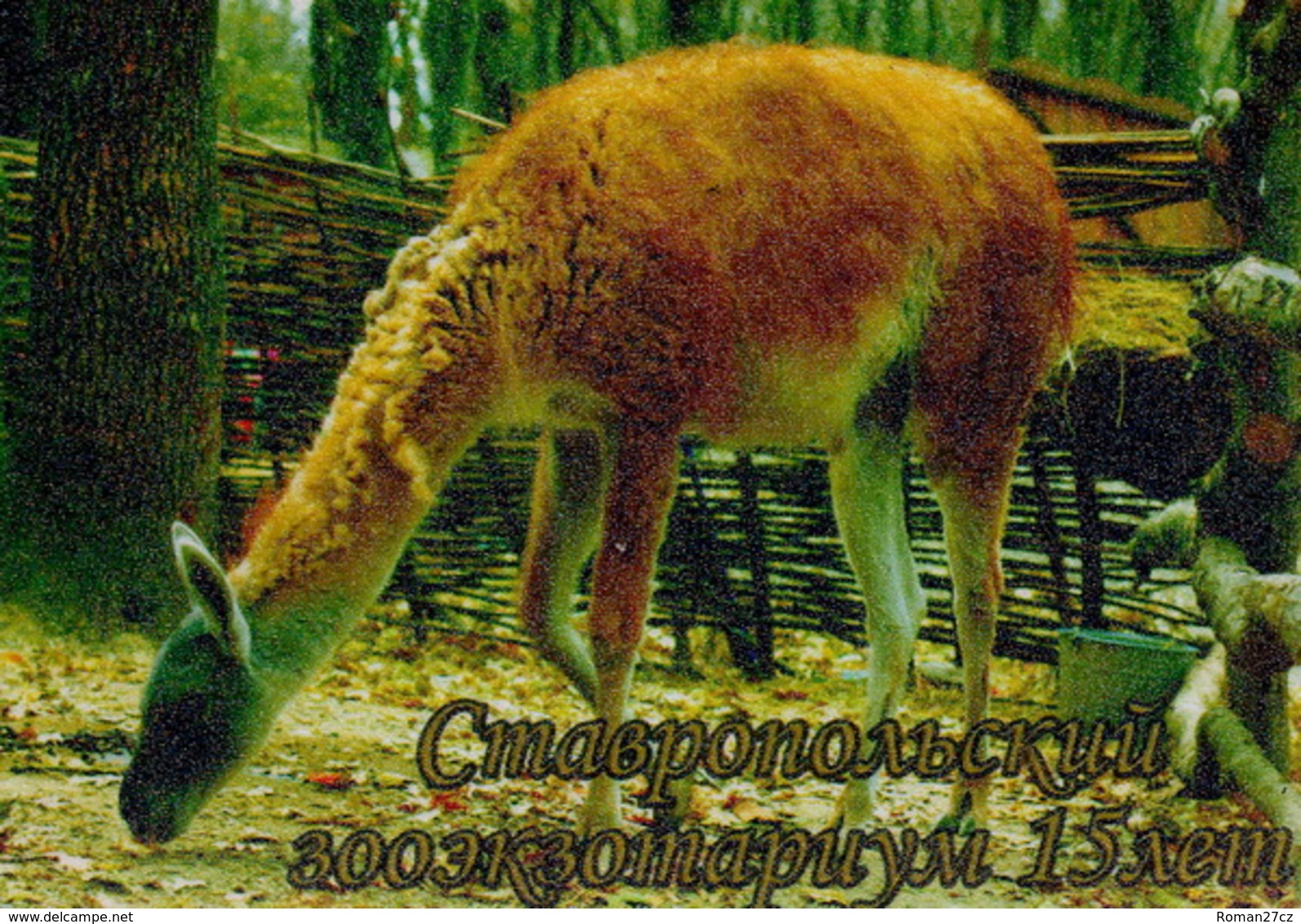 Zooexotarium Stavropol (RU) - Lama - Tierwelt & Fauna