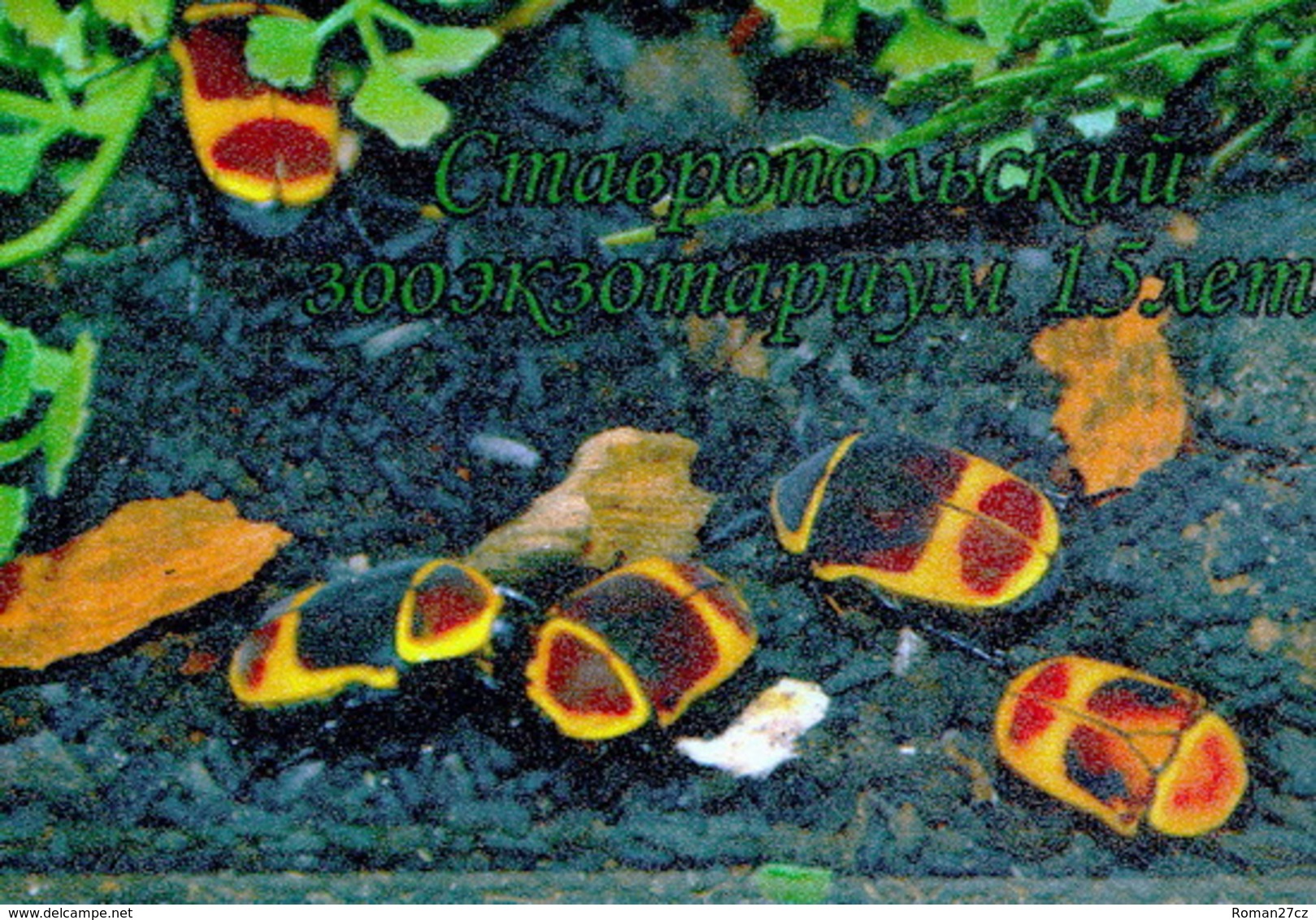 Zooexotarium Stavropol (RU) - Bun Beetle - Animali & Fauna
