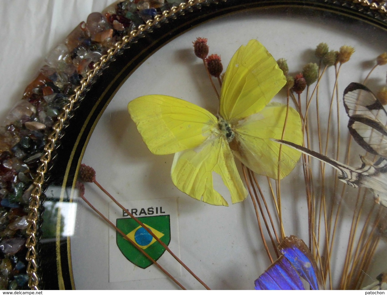 4 Papillon à Déterminer Sous Cadre Diamètre 22cm Verre Bombé Souvenir Do Brazil. - Altri & Non Classificati