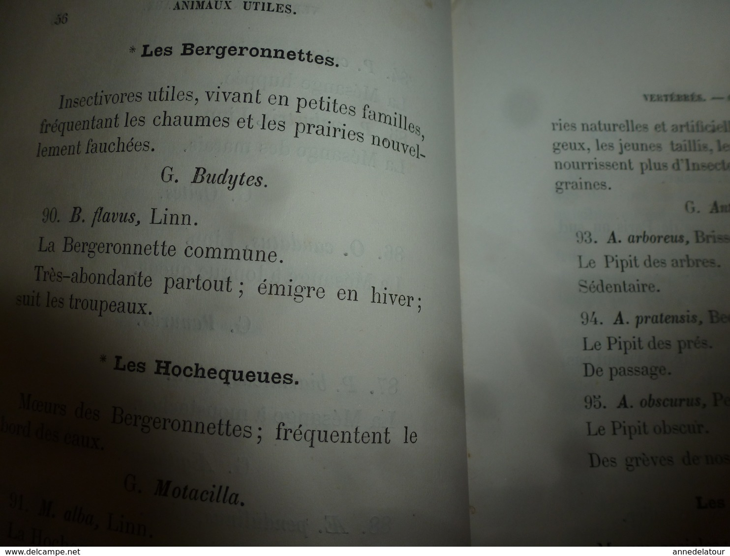 1878 Catalogue raisonné des ANIMAUX UTILES - par Maurice Girard docteur ès Sciences Naturelles