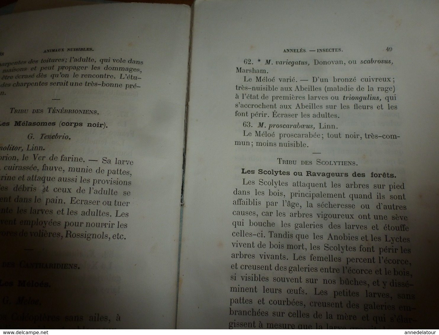 1878 Catalogue raisonné des ANIMAUX UTILES et NUISIBLES - par Maurice Girard docteur ès Sciences Naturelles