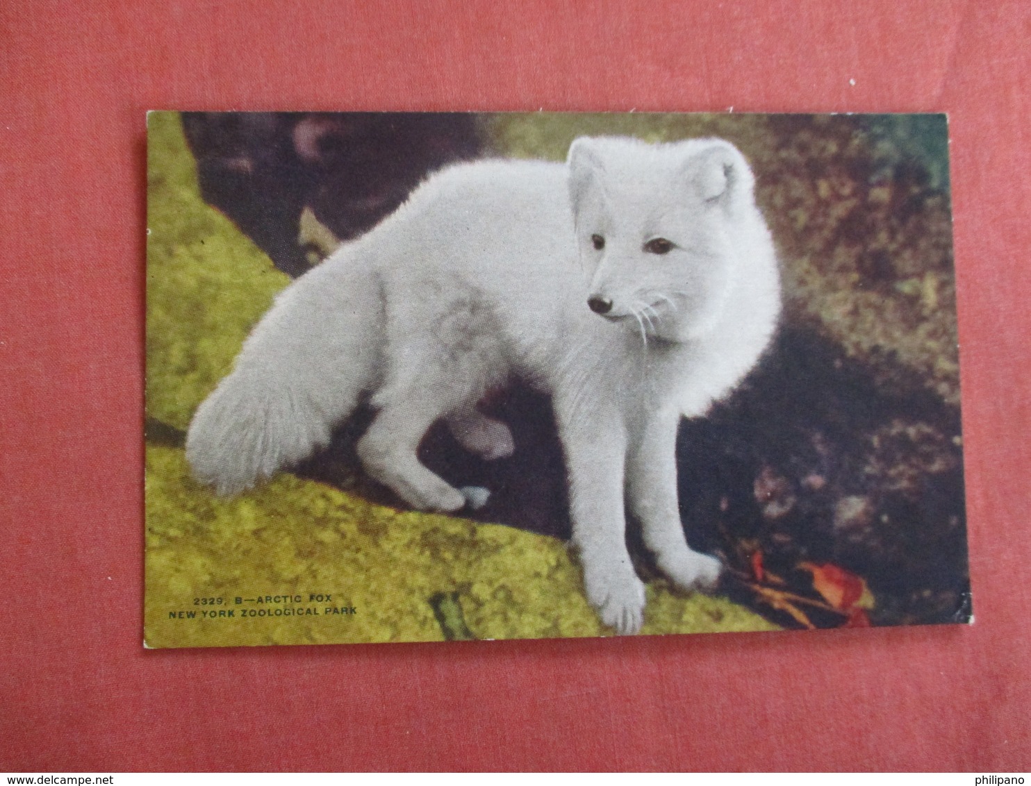 Arctic   Fox  NY Zoo  Ref 3035 - Autres & Non Classés