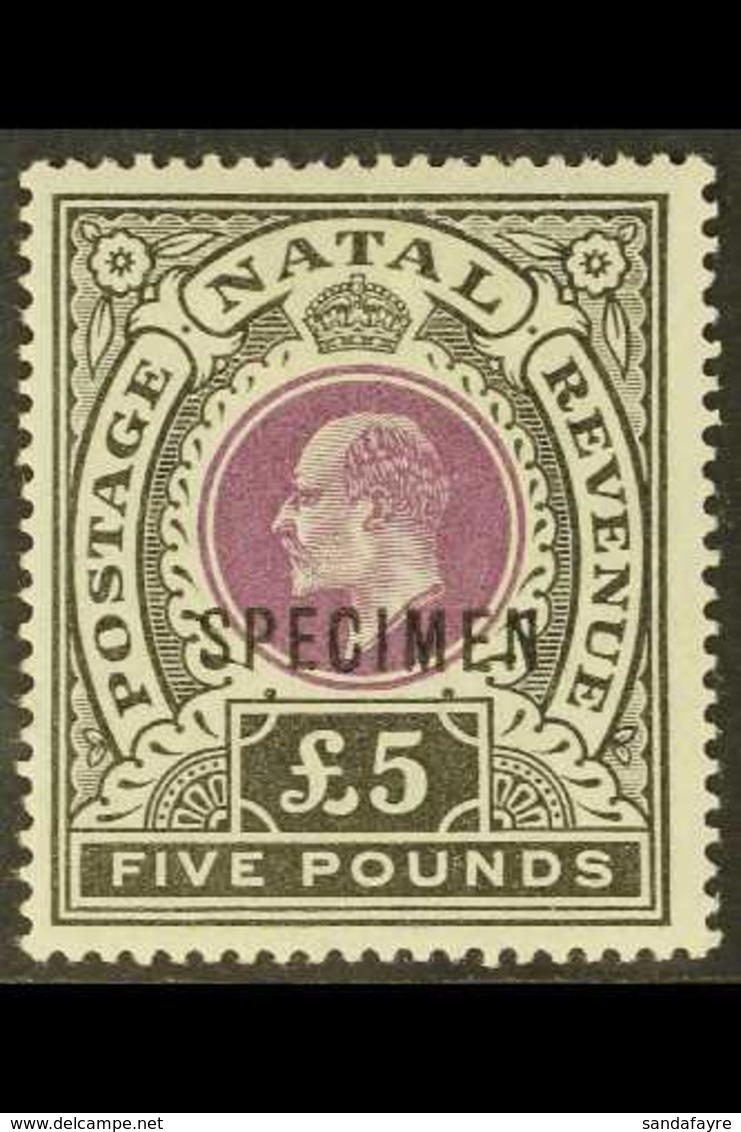 NATAL  1902 £5 Mauve & Black, Wmk Crown CC, "SPECIMEN" Overprint, SG 144s, Very Fine Mint. For More Images, Please Visit - Ohne Zuordnung