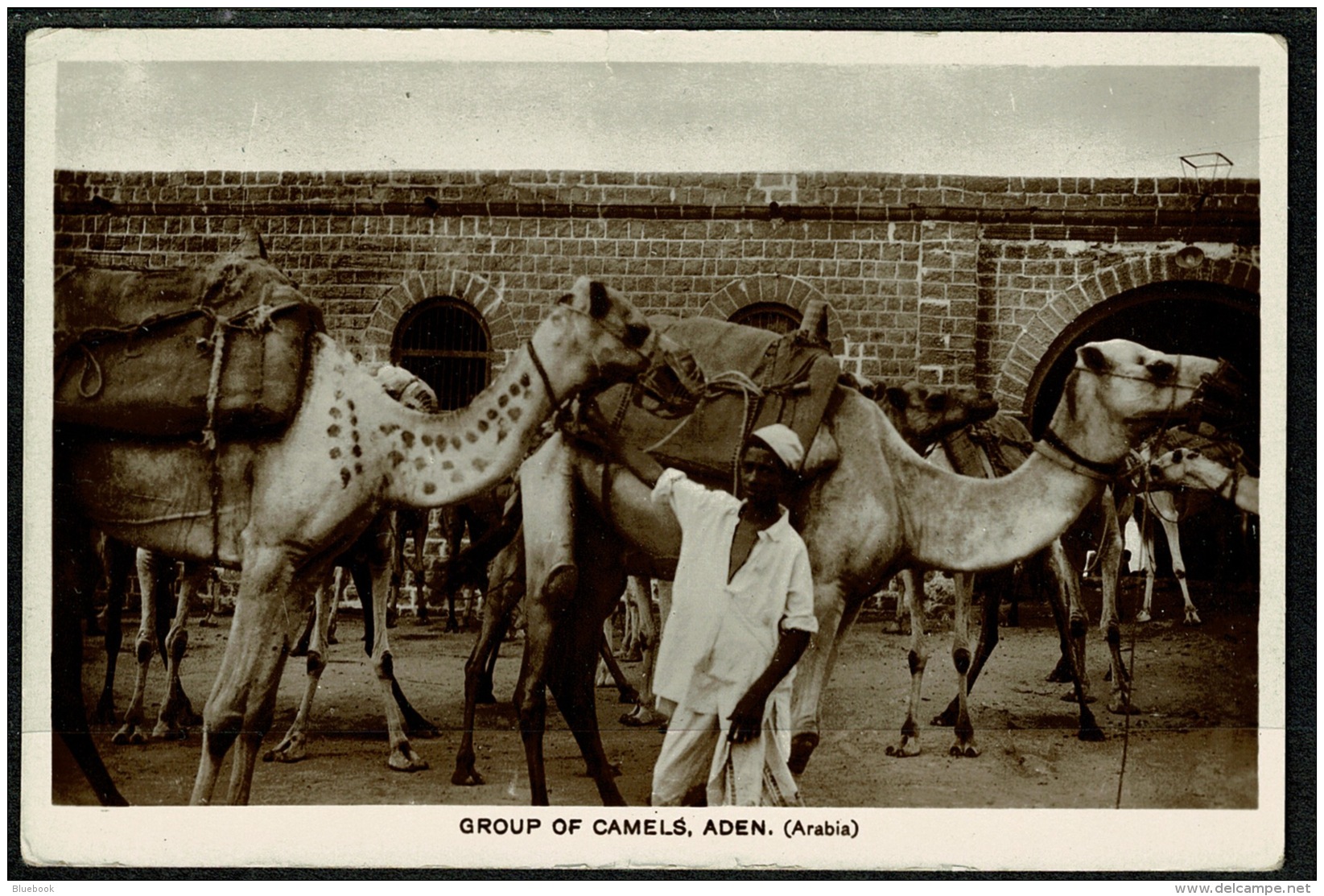 RB 1217 -  Early Real Photo Postcard - Group Of Camels - Aden Yemen Middle East - Yemen