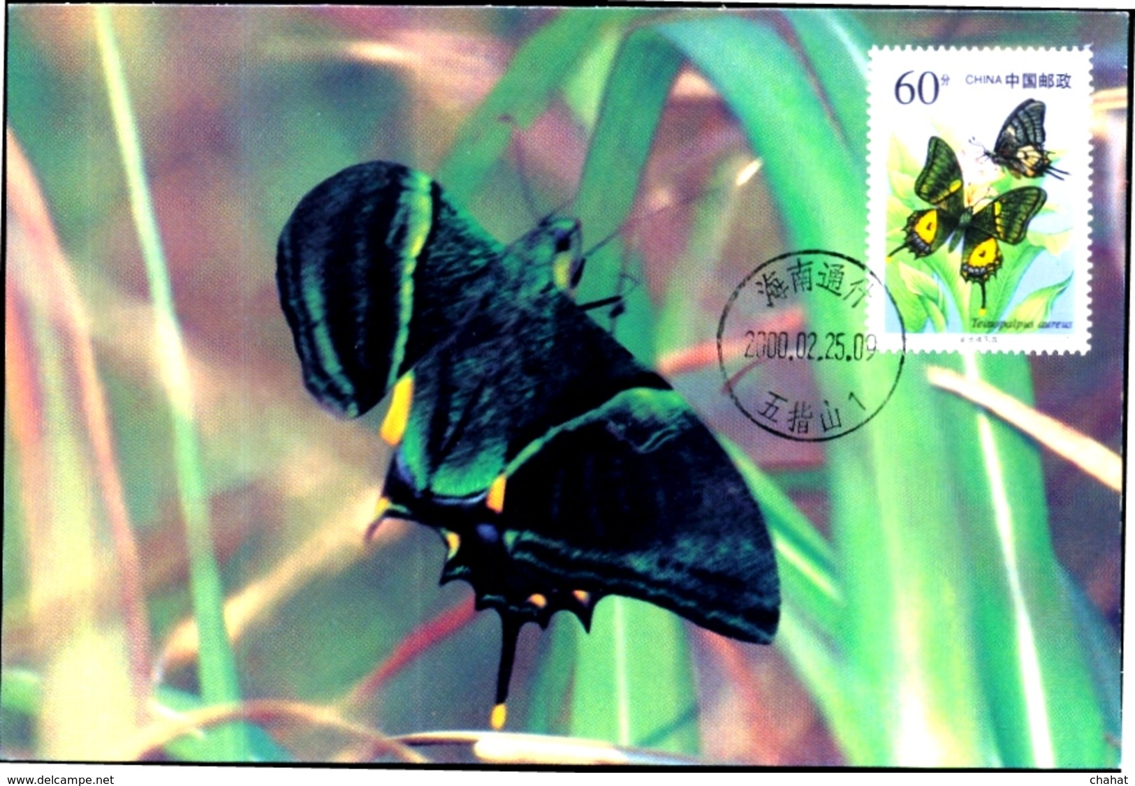 INSECTS- GOLDEN KAISER-E-HIND BUTTERFLY- MAXIMUM CARD- CHINA -2000-MNH- MC-54 - Butterflies