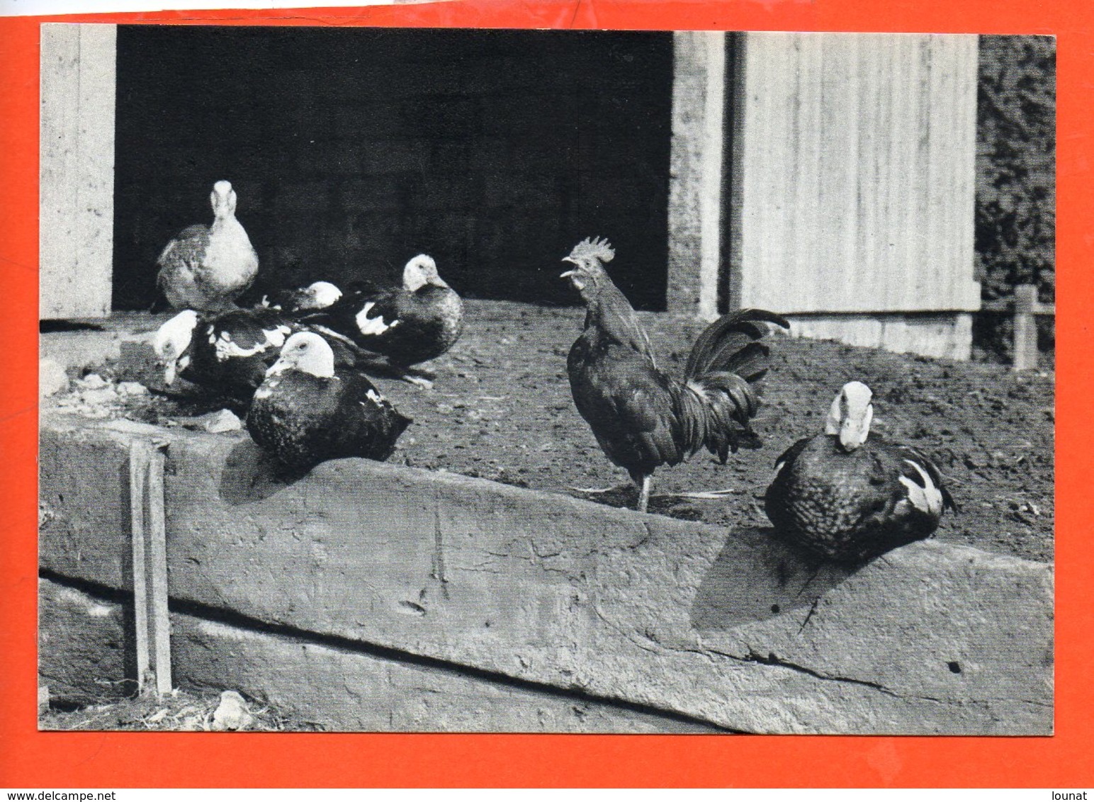 Photo H. KAMER - Le Coq Et Les Canards (animaux , Ferme) - Autres & Non Classés