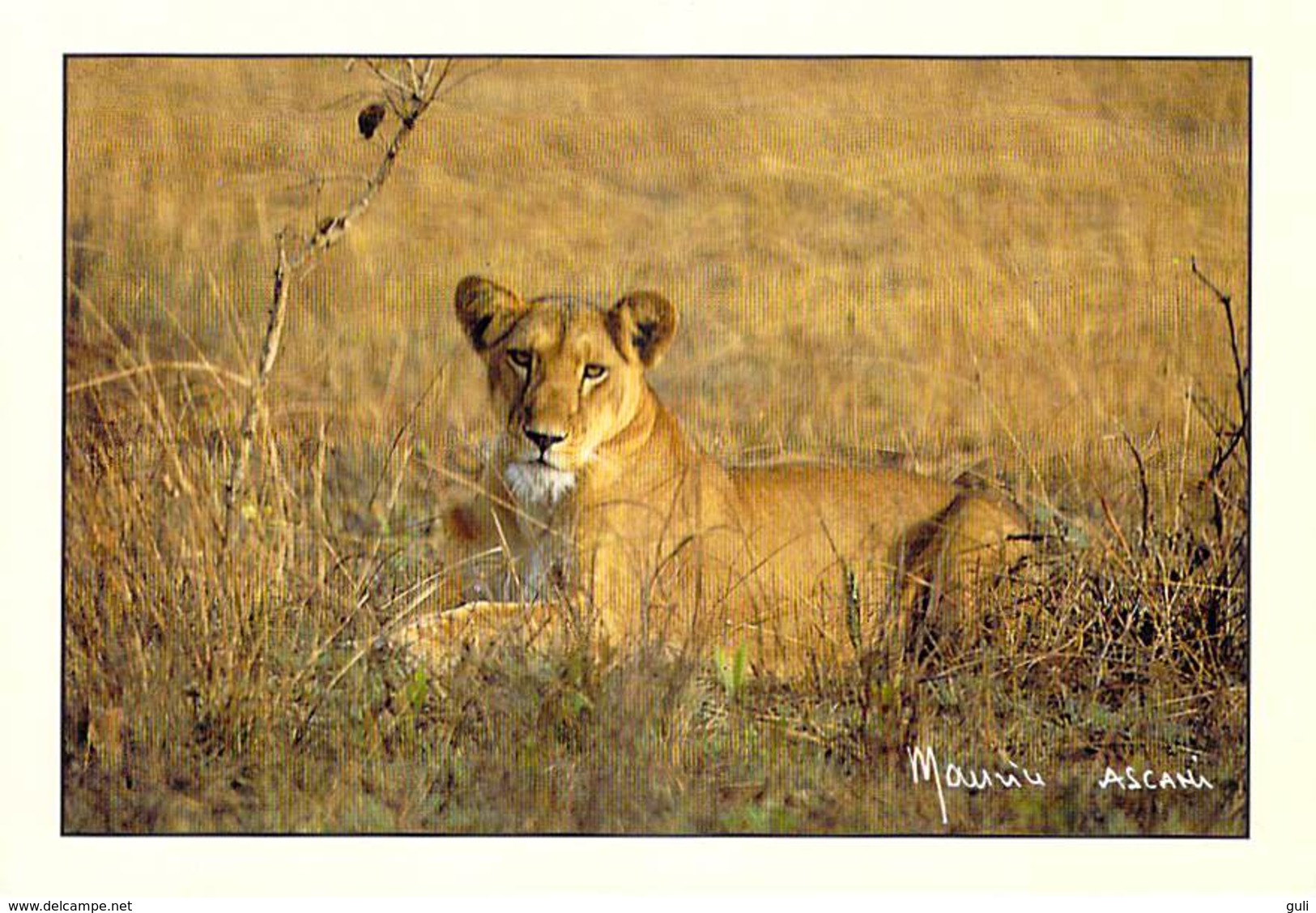 Afrique-CÔTE D'IVOIRE  Lionne Parc De La Comoé (lion Félidés)(-MAURICE ASCANI 76) *PRIX FIXE - Côte-d'Ivoire