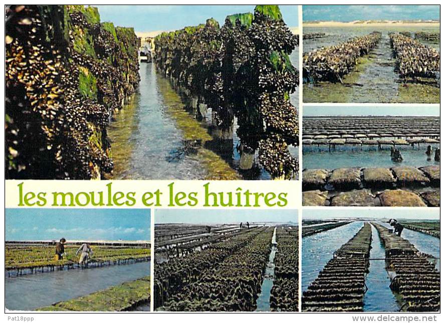 ** Lot De 2 Cartes ** 50 GOUVILLE Sur MER Le Bourg Et Multivues Moules &amp; Huitres - CPSM CPM GF (2.000 Habitants) Man - Autres & Non Classés