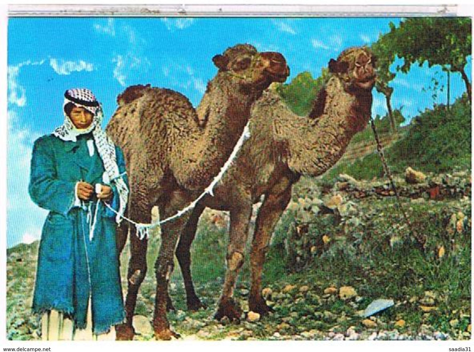 LIBAN CAMEL DRIVER - Liban