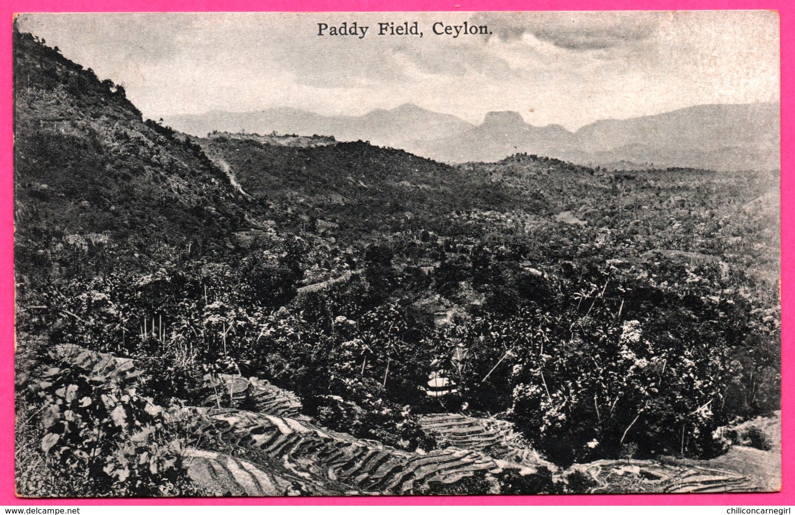 Ceylon - Paddy Field - Rizière - PLATE Ltd N° 29 - Sri Lanka (Ceylon)