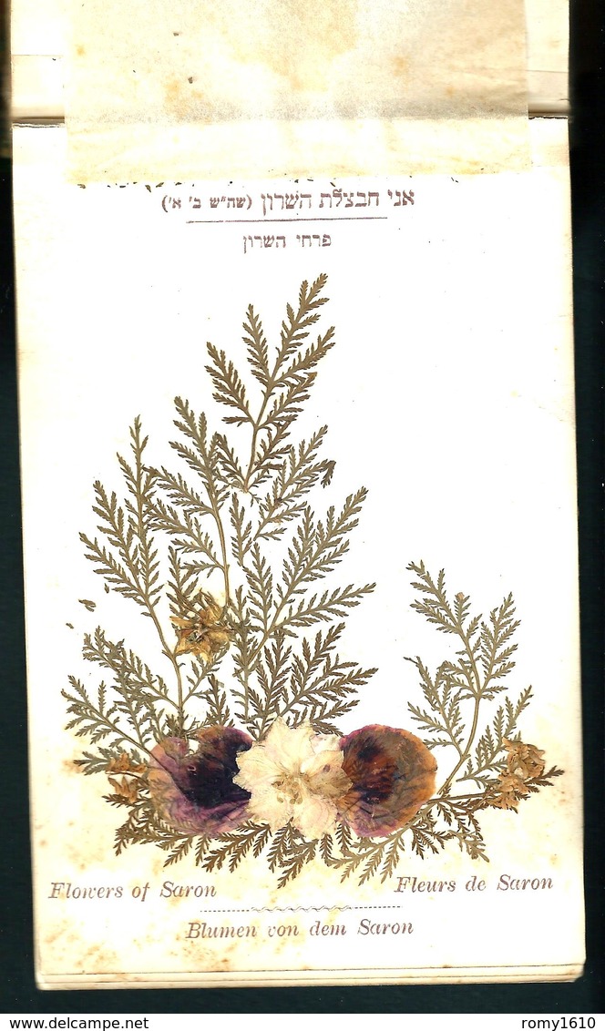 JUDAICA. Ancien reliquaire herbier fleurs de Jérusalem. Relié avec couverture en bois d'olivier. 12 planches. Complet.