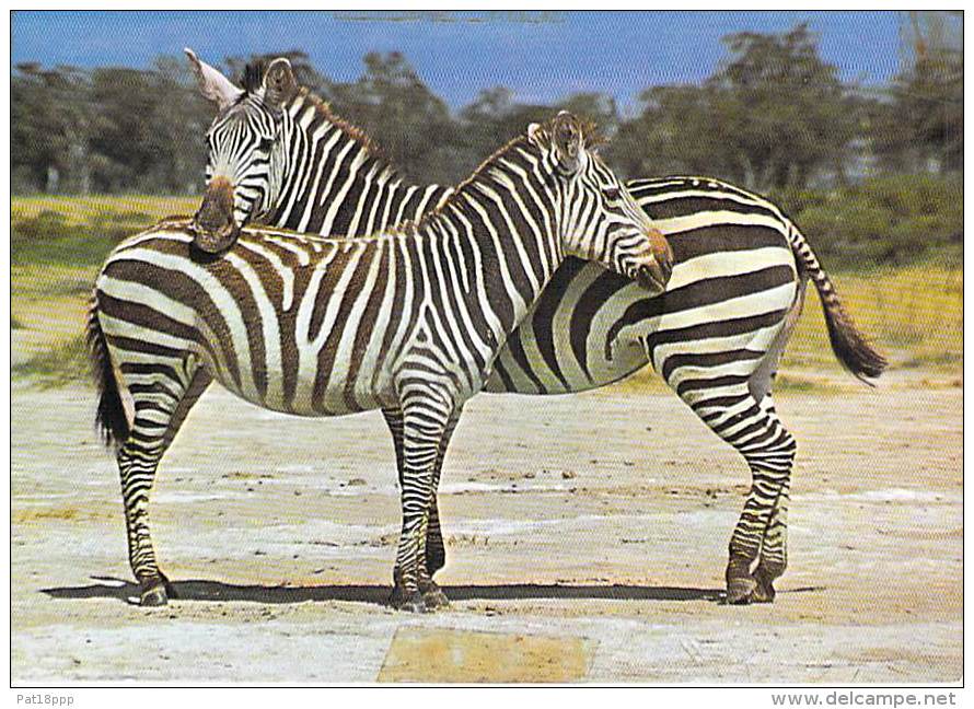 ** ( Lot De/of 2 Cartes / Postcards) ** AFRIQUE Africa ( Wild Life East Africa ) ZEBRA Zèbre - CPSM CPM GF - - Zèbres