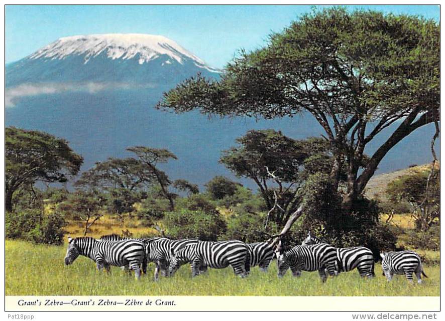 ** ( Lot De/of 2 Cartes / Postcards) ** AFRIQUE Africa ( Wild Life East Africa ) ZEBRA Zèbre - CPSM CPM GF - - Zebras